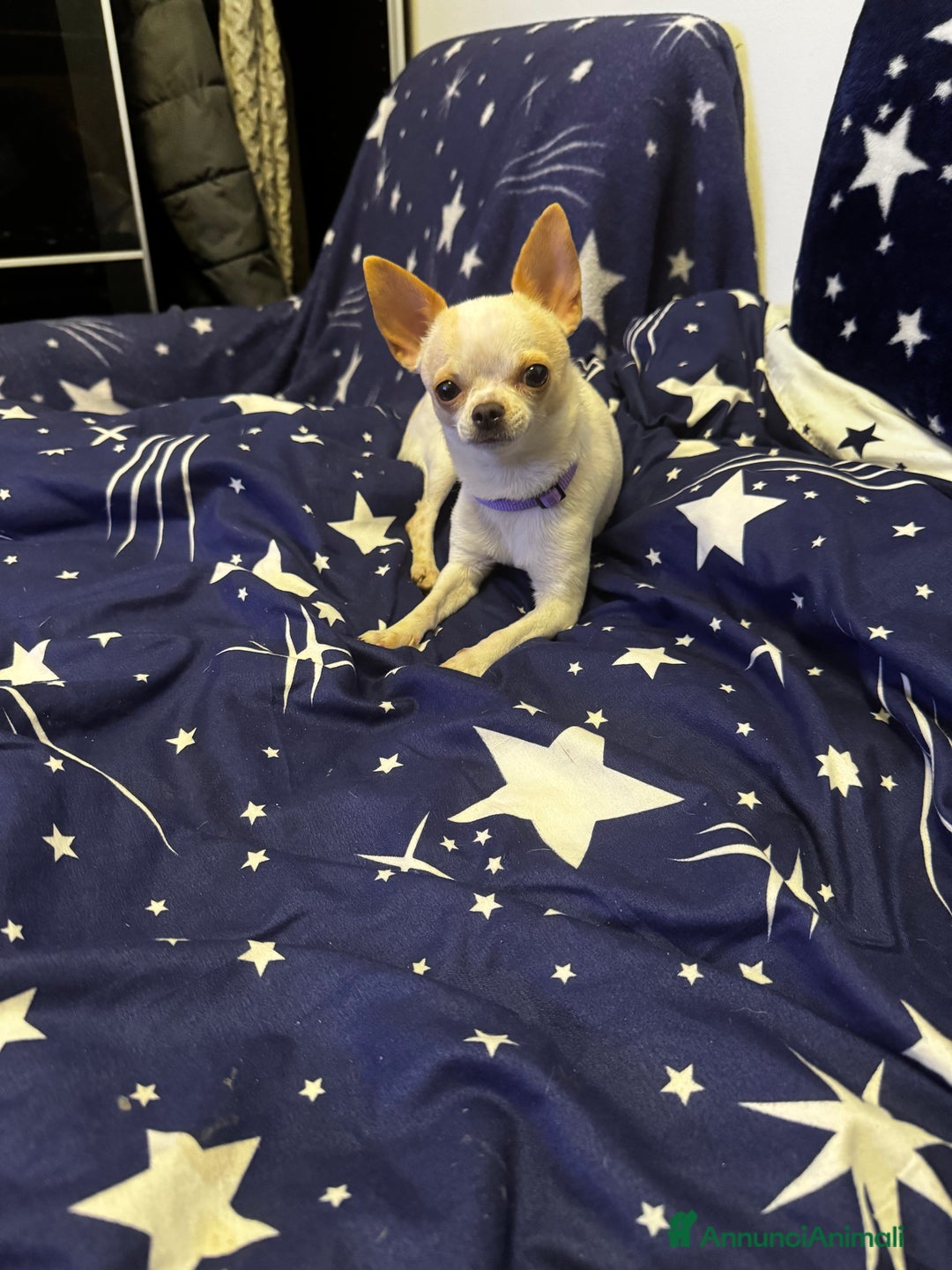 Chihuahua cani in vendita: Chihuahua - Annuncio 1