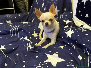 Chihuahua cani Chihuahua - Annuncio 17