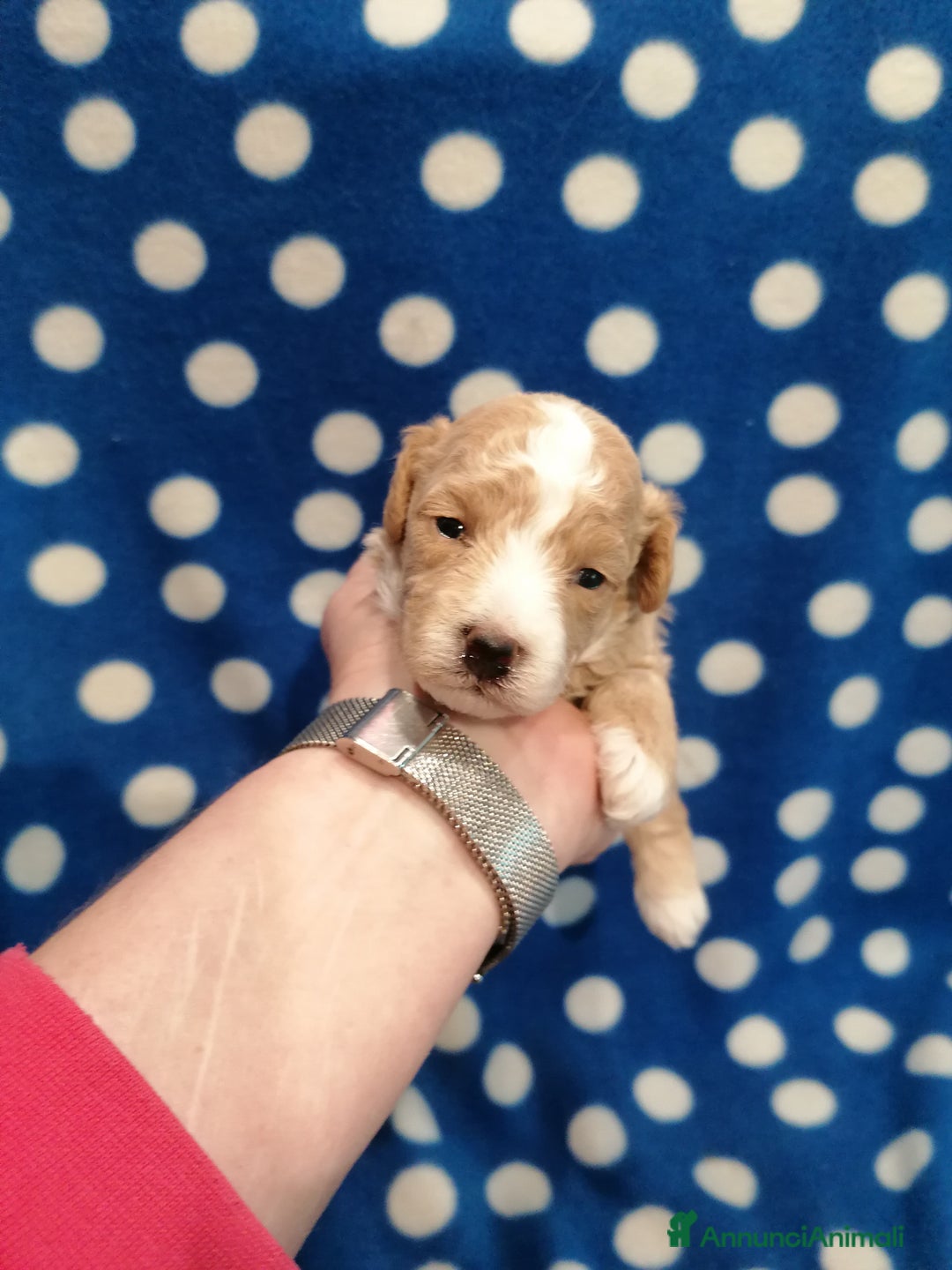 Meticcio cani in vendita: Maltipoo cuccioli - Annuncio 3