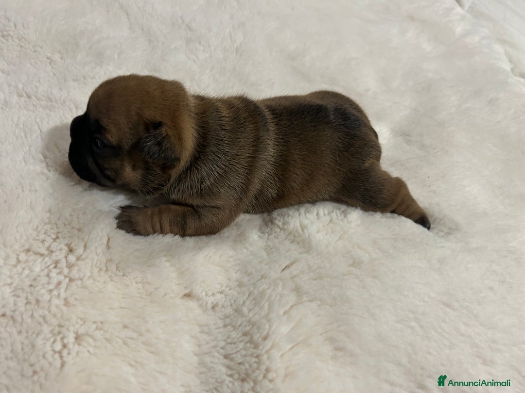 Bulldog Francese cani in vendita: cuccioli di Bulldog francese Red  - Annuncio 13