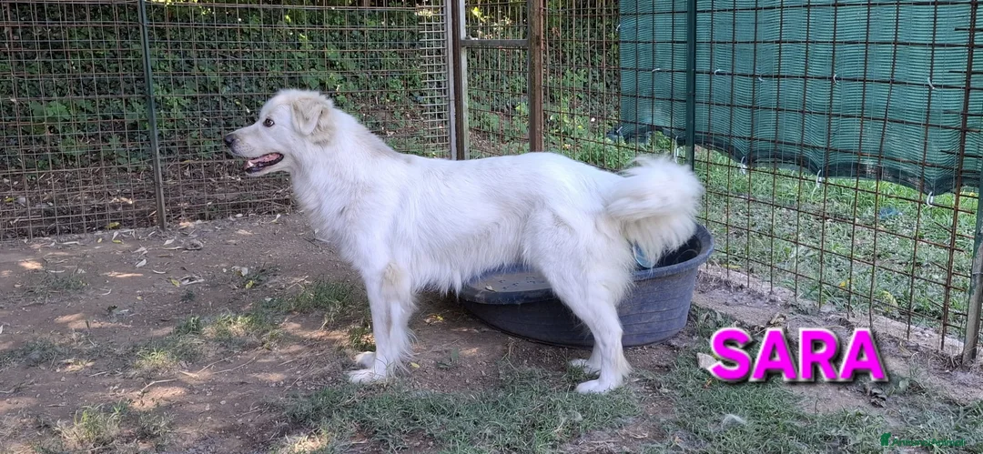 Pastore Abbruzzese Maremmano cani in regalo: Sara e Bingo dolcissimi simil maremmani - Annuncio 2