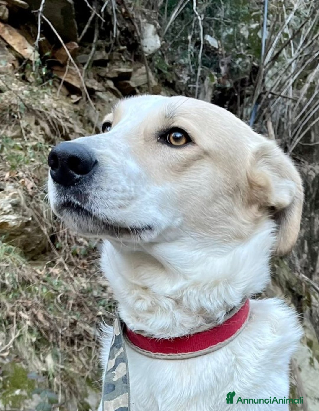 Meticcio cani in regalo: Bob cerca casa da tanto tempo... a Città metropolitana di Milano - Annuncio 9