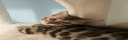 Bengala gatti in vendita: Cucciole Bengala a Provincia autonoma di Bolzano - Alto Adige - Annuncio 4