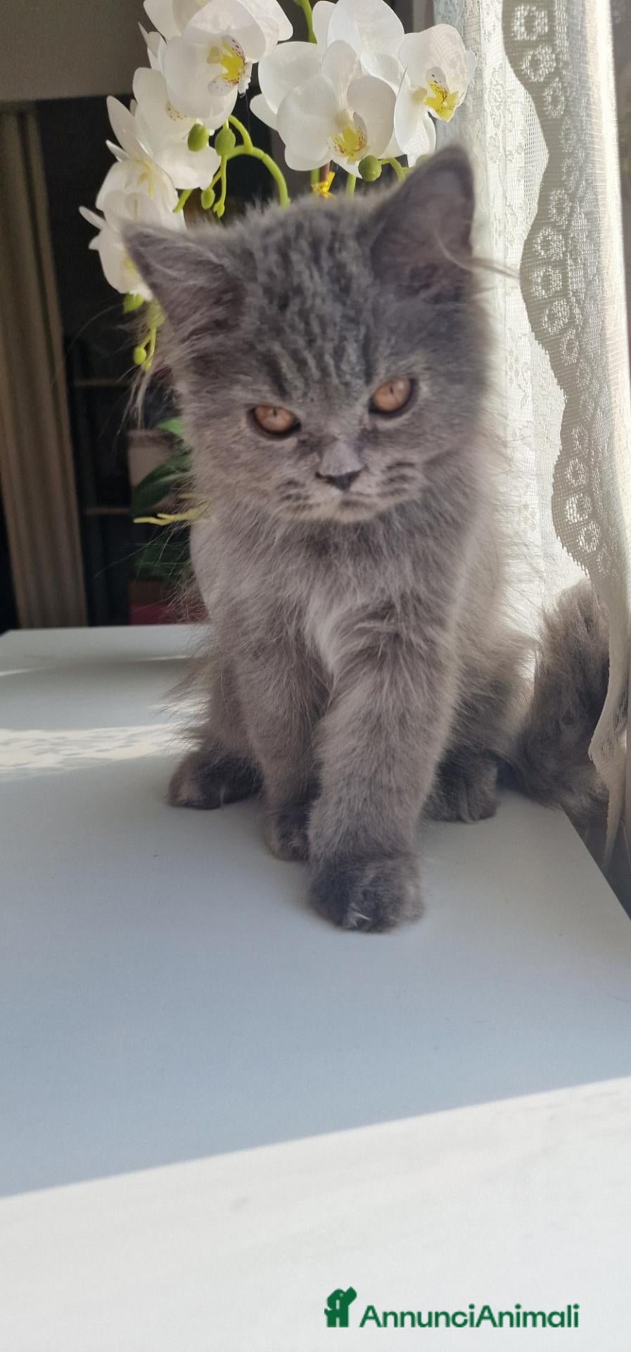 British gatti British  - Annuncio 1