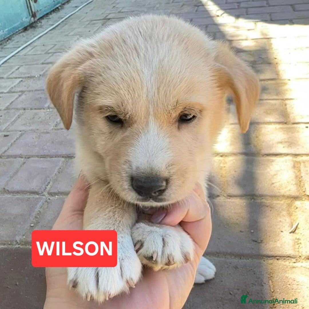 Meticcio cani in regalo: WILSON💙-cucciolo di 1 mese, pastore cerca casa - Annuncio 6