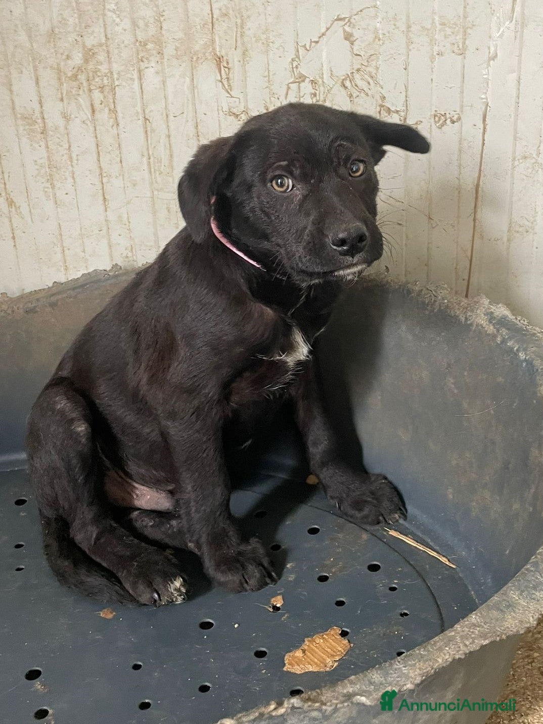 Meticcio cani IL TENERO SIMON - Annuncio 15