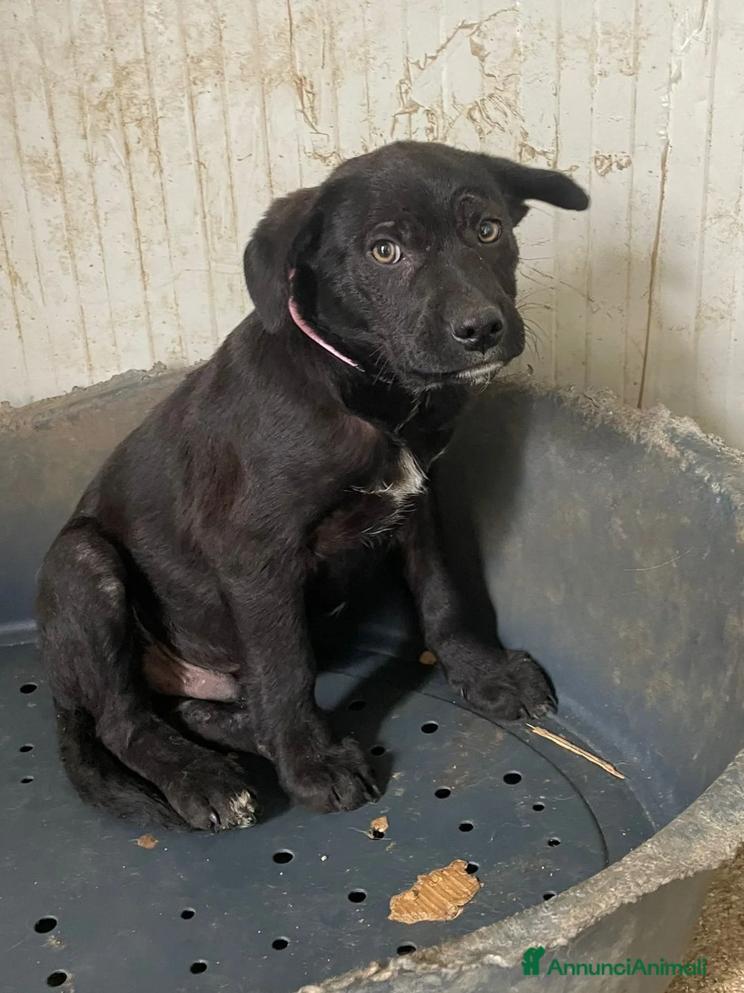 Meticcio cani in regalo: IL TENERO SIMON - Annuncio 1