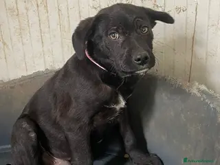 Meticcio cani IL TENERO SIMON - Annuncio 15