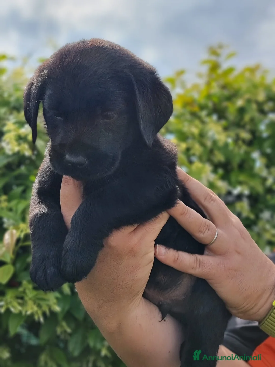 Labrador cani in vendita: CUCCIOLI LABRADOR - Annuncio 2