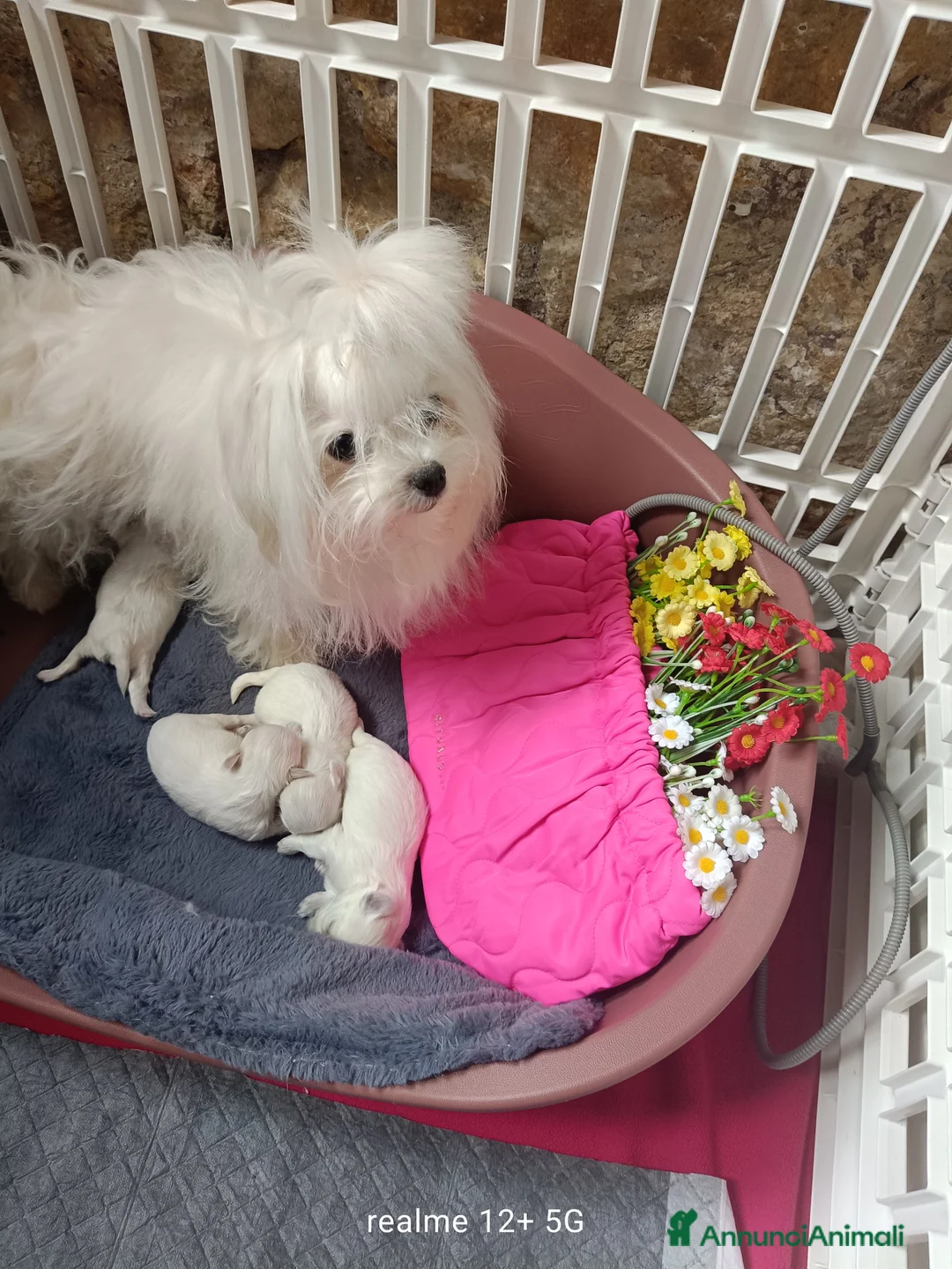Maltese cani in vendita: Maltese - Annuncio 2