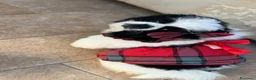 Pechinese cani in vendita: Cucciola femmina - Annuncio 1