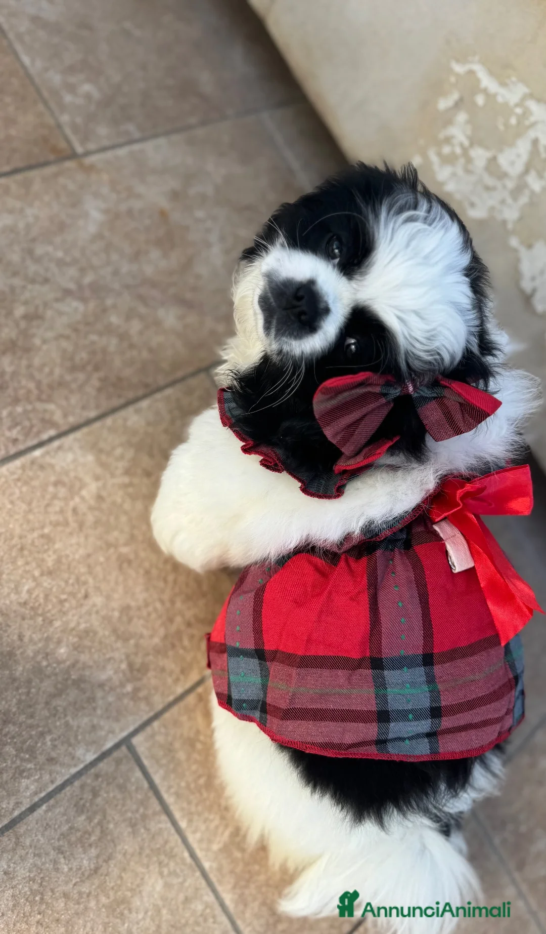 Pechinese cani in vendita: Cucciola femmina - Annuncio 1