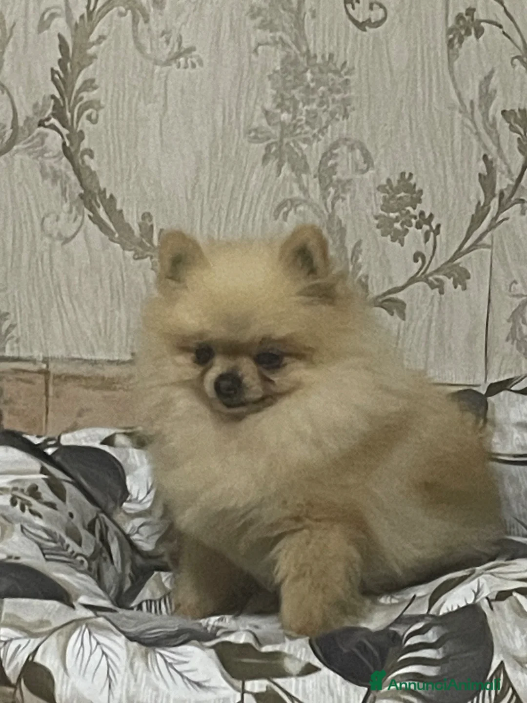 Spitz cani per accoppiamento: Spitz Nano Pomerania - Annuncio 1