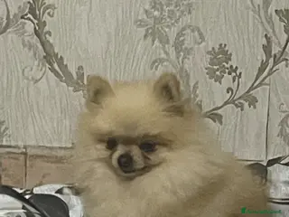 Spitz cani Spitz Nano Pomerania - Annuncio 16