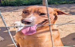 Meticcio cani in regalo: ADOTTA IL BELLISSIMO CORFU' a Provincia di Prato - Annuncio 6