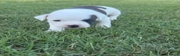 Staffordshire cani in vendita: Stupendi Staffy - Annuncio 10