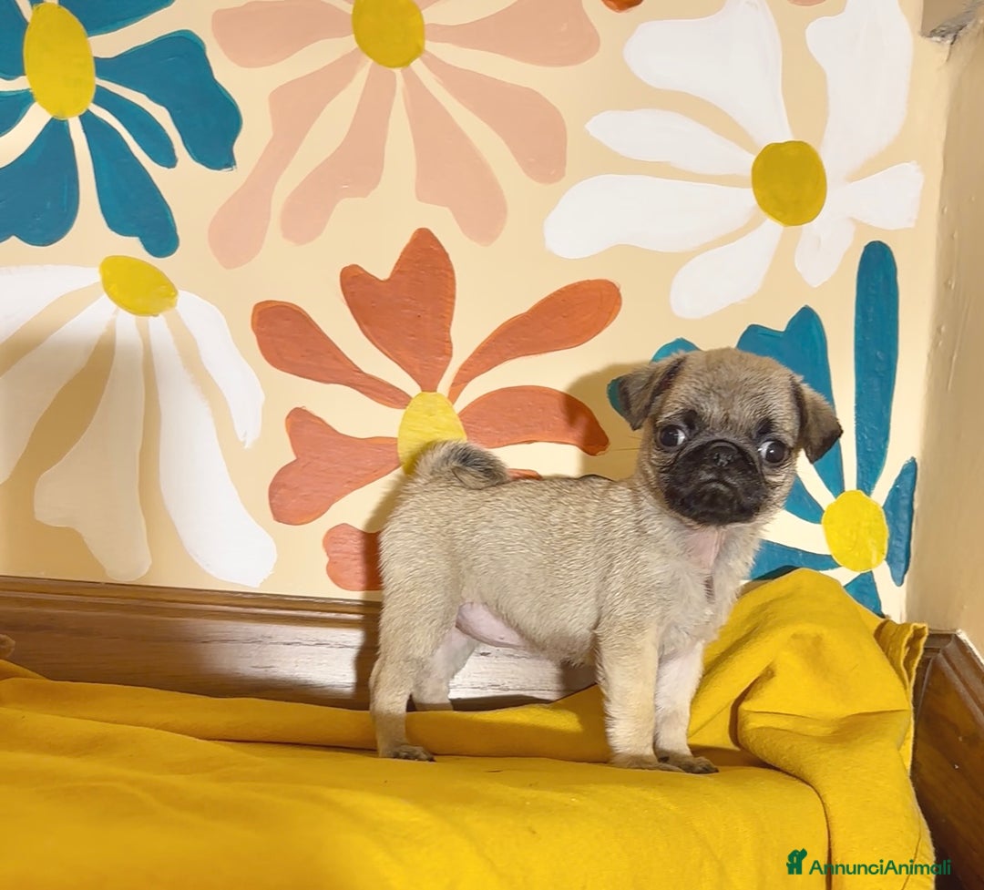 Carlino cani in vendita: Carlino-cucciolo Allevamento ENCI-FCI - Annuncio 2