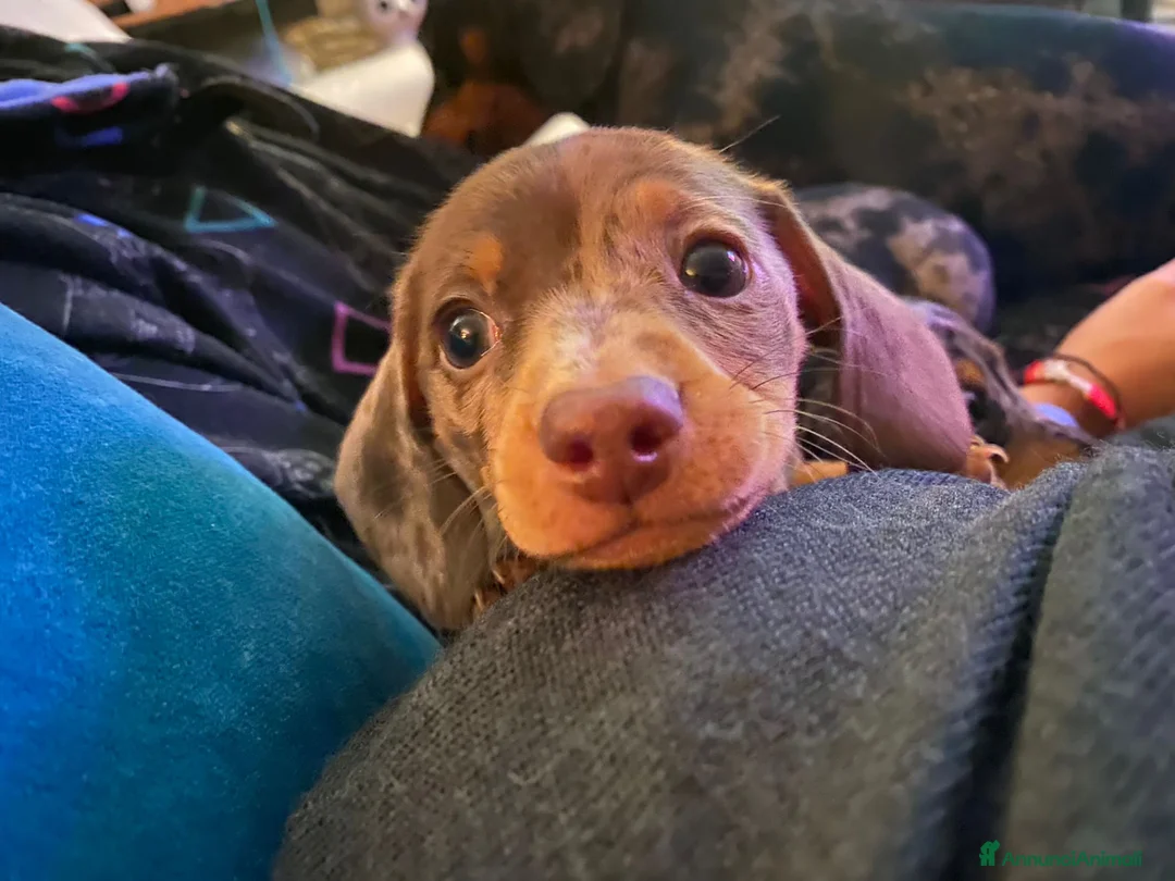 Immagine della galleria {{count}}