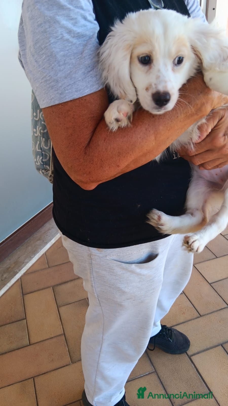 Meticcio cani in regalo: Cucciola di taglia media piccola  - Annuncio 1
