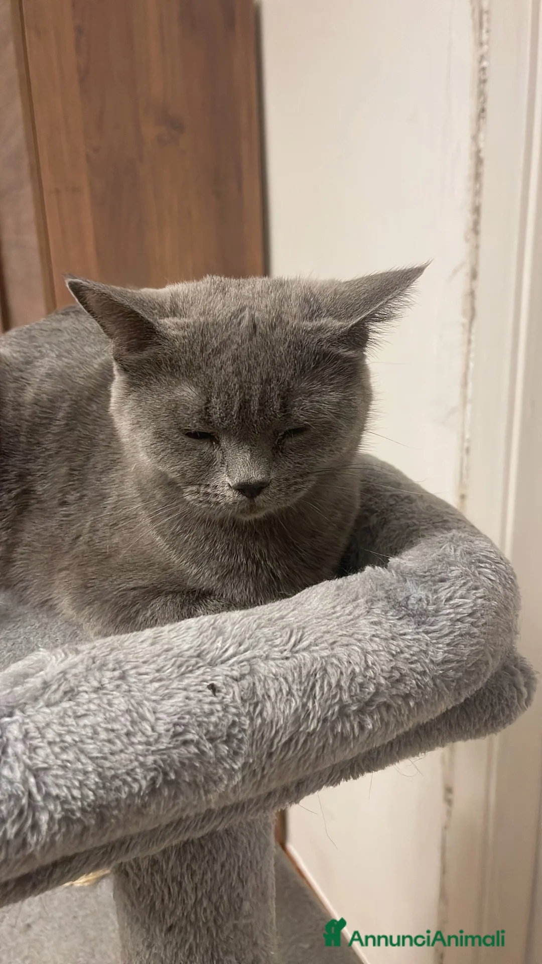 Scottish gatti in vendita: Gattini scottish - Annuncio 9