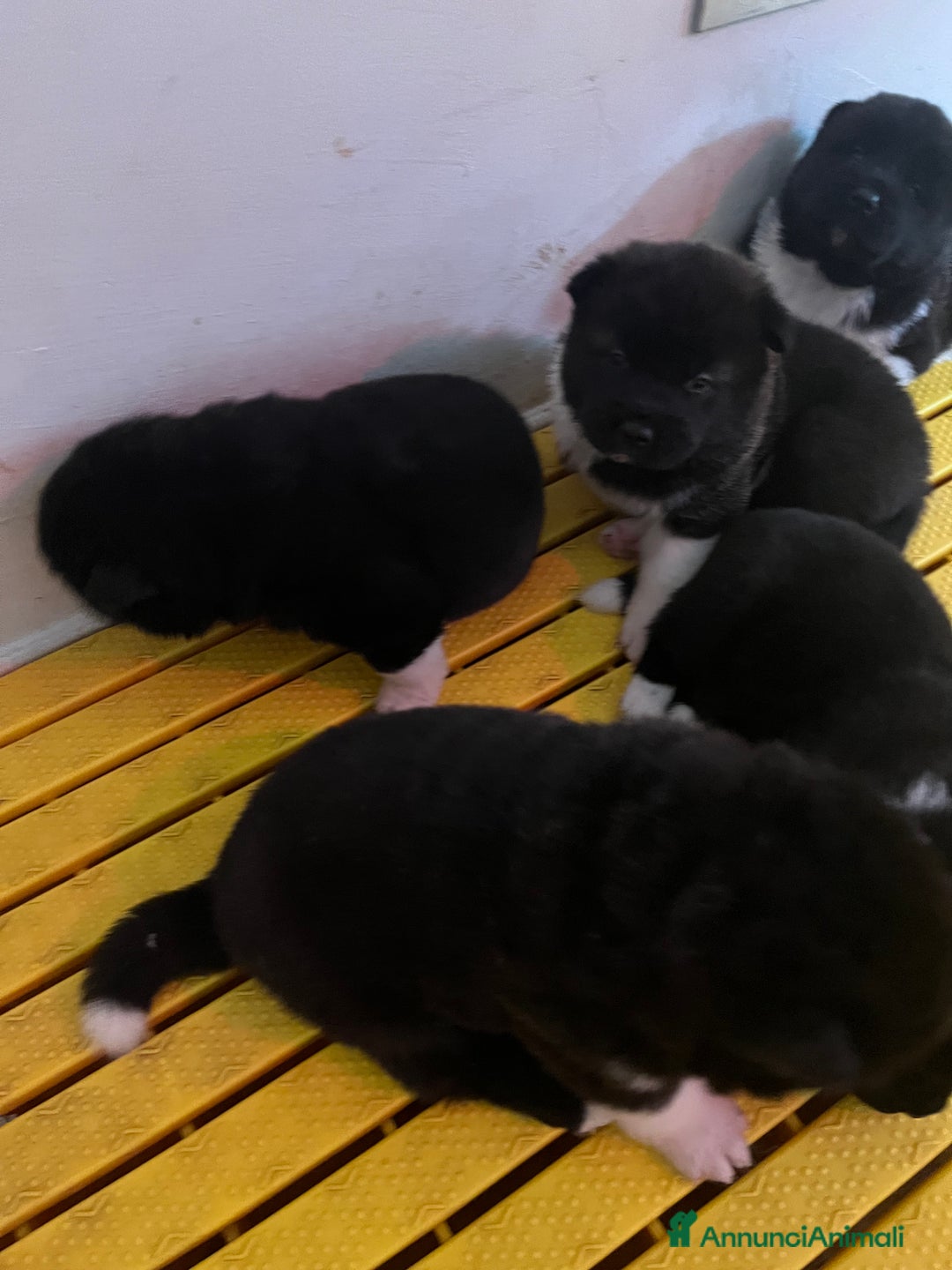 Akita Americano cani in vendita: Cuccioli di Akita Americano  - Annuncio 2
