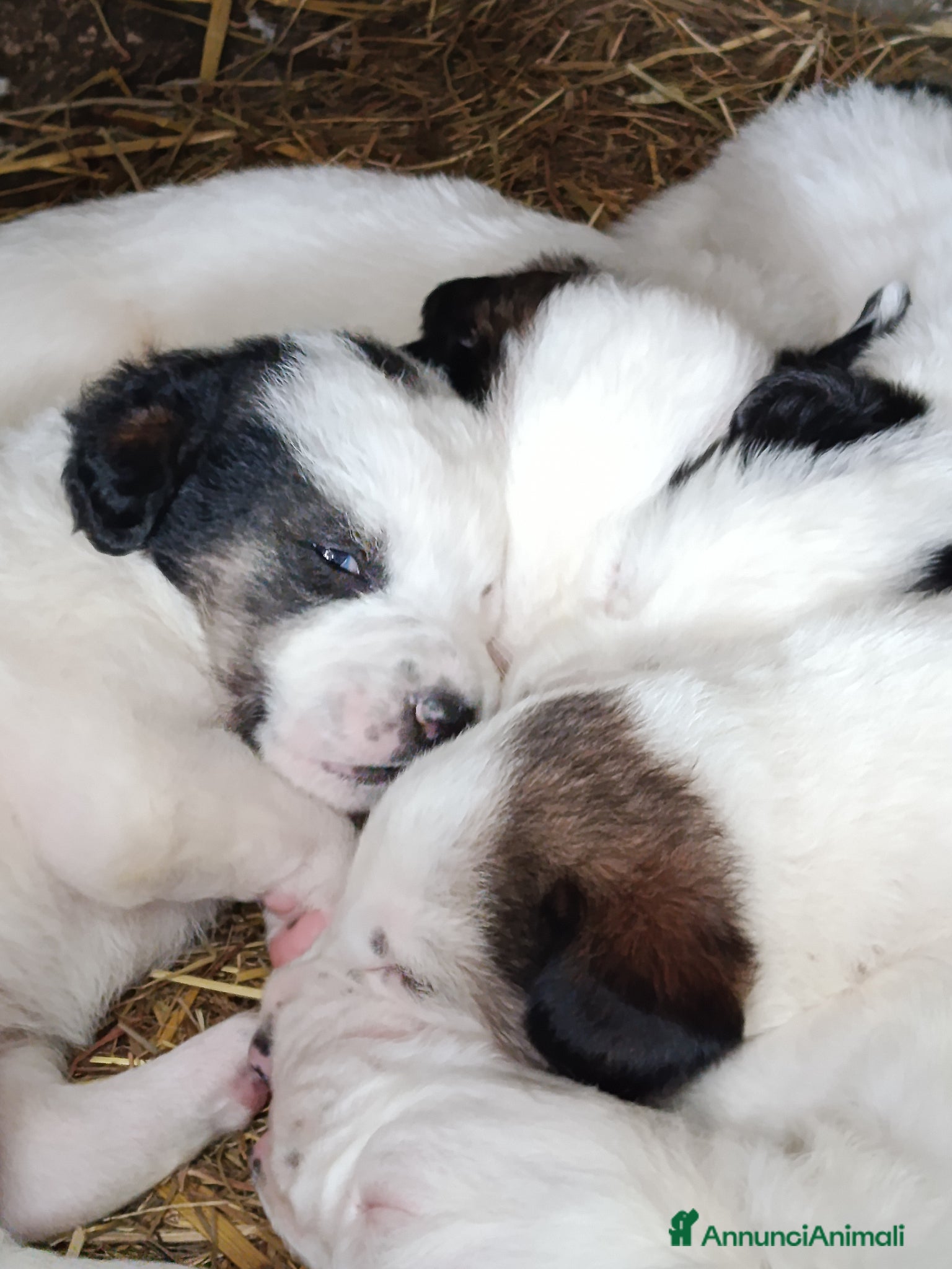 Meticcio cani Piccoli cercano famiglia  - Annuncio 5
