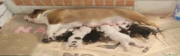 Bulldog cani in vendita: Cuccioli Bulldog Inglese - Annuncio 3