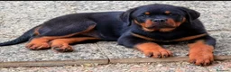 Rottweiler cani in vendita: Femmina rottweiler pedigree e pagamenti agevolati  - Annuncio 3