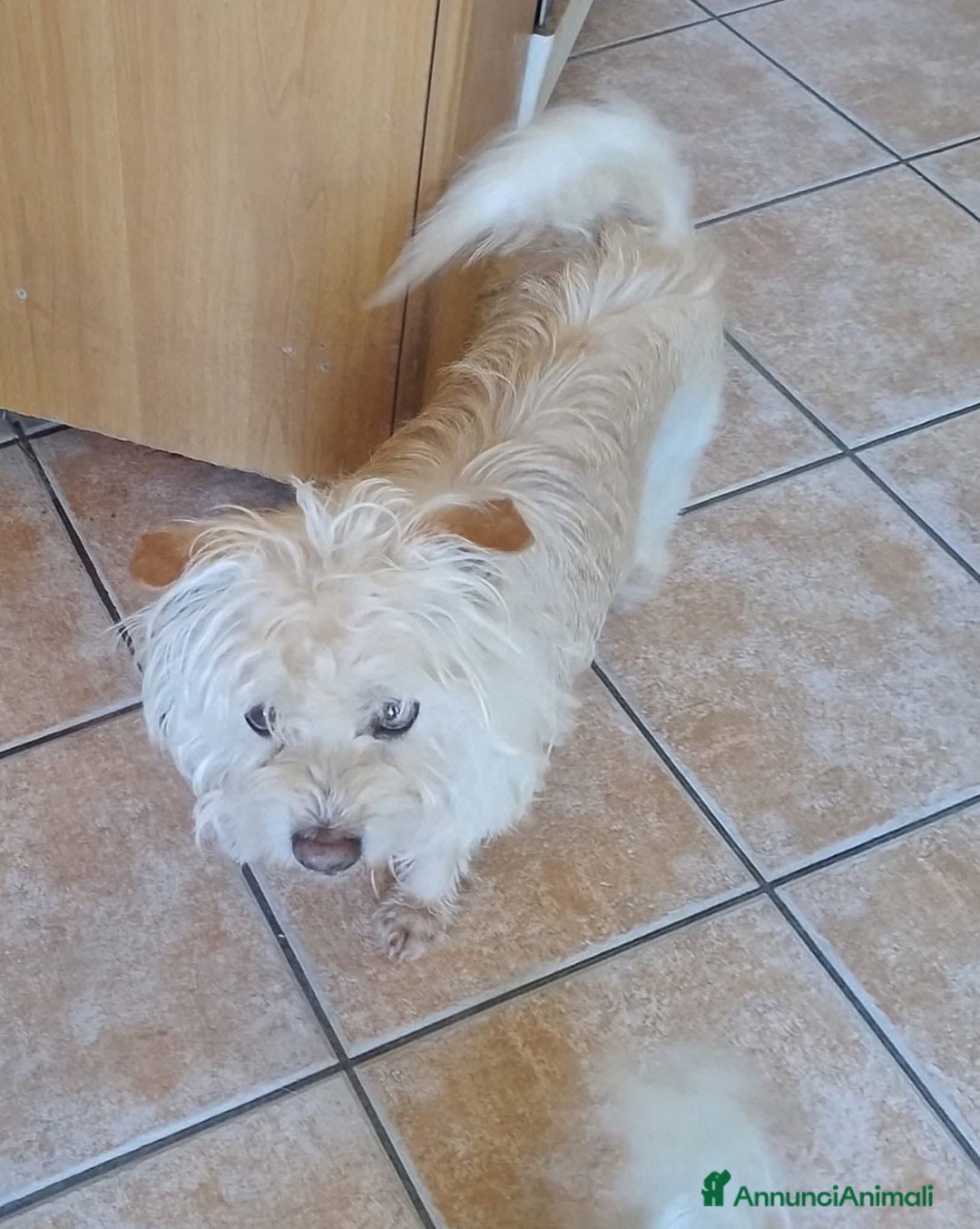 Spinone cani in regalo: Toto' - Annuncio 5