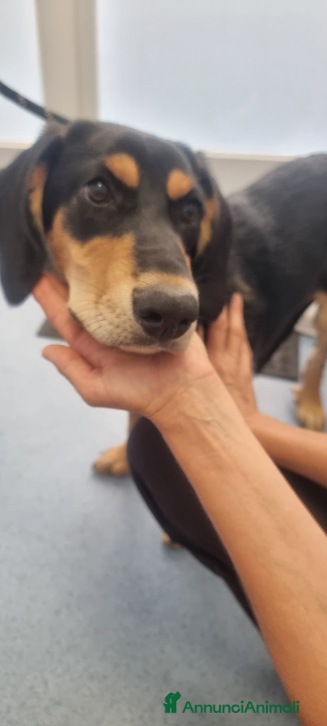 Segugio cani in regalo: Tiara - Annuncio 4