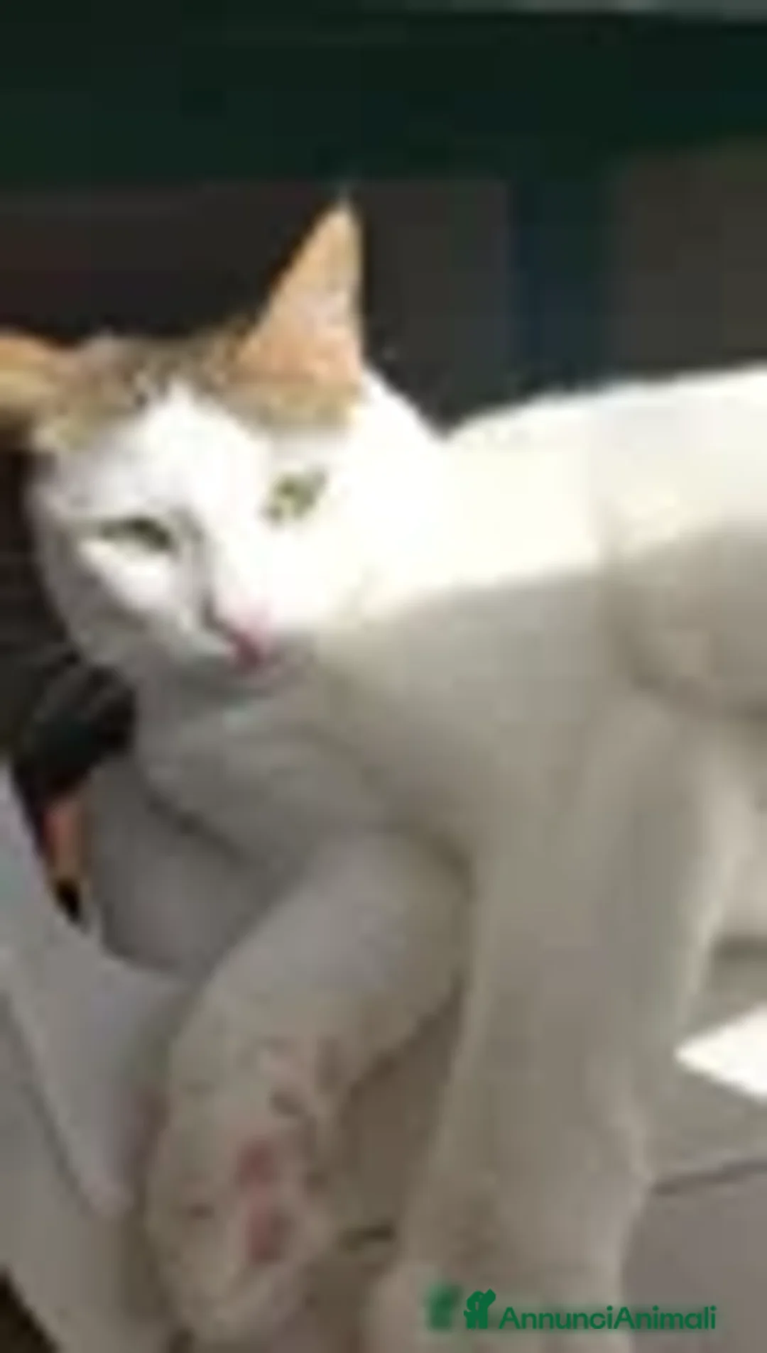 Meticcio gatti in regalo: Greta - Annuncio 4