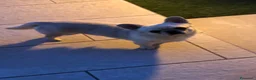 Chihuahua cani in vendita: Chihuahua maschietto  - Annuncio 5