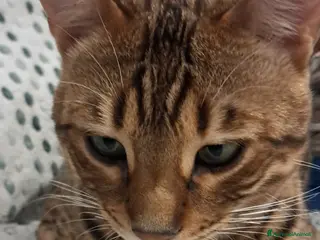 Bengala gatti Bengala adulta - Annuncio 6