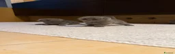 Scottish gatti in vendita: Cuccioli Scottish Fold Blue  - Annuncio 12