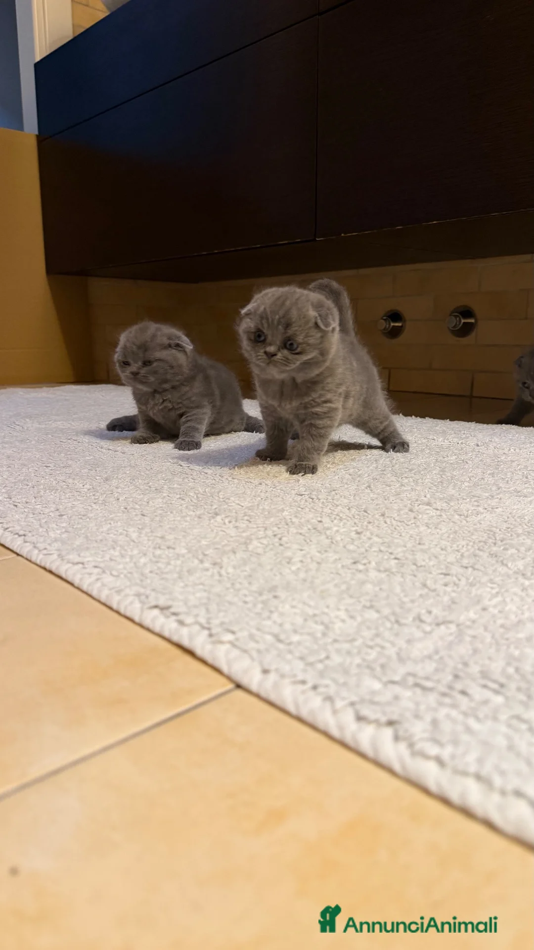 Scottish gatti in vendita: Cuccioli Scottish Fold Blue  - Annuncio 12
