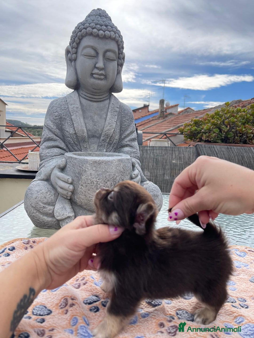 Chihuahua cani in vendita: Chihuahua chocolate Pedigree ENCI - Annuncio 3