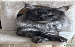 Maine Coon gatti in vendita: Gattini MaineCoon  a Provincia di Savona - Immagine 7