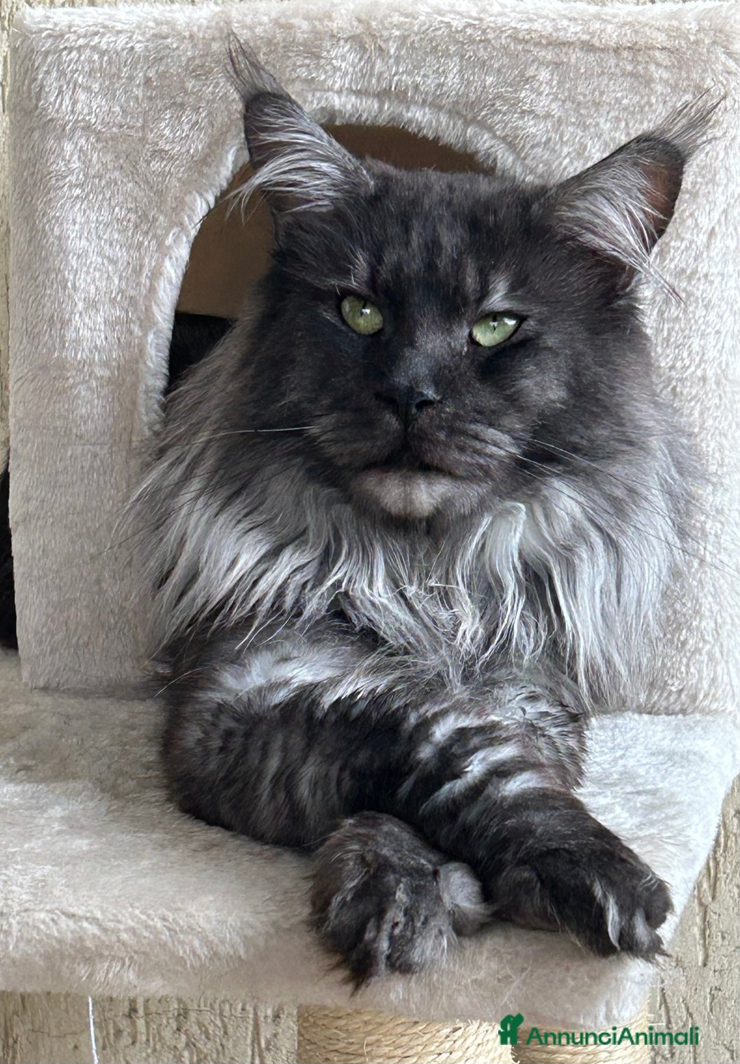 Maine Coon gatti in vendita: Gattini MaineCoon  a Provincia di Savona - Immagine 7