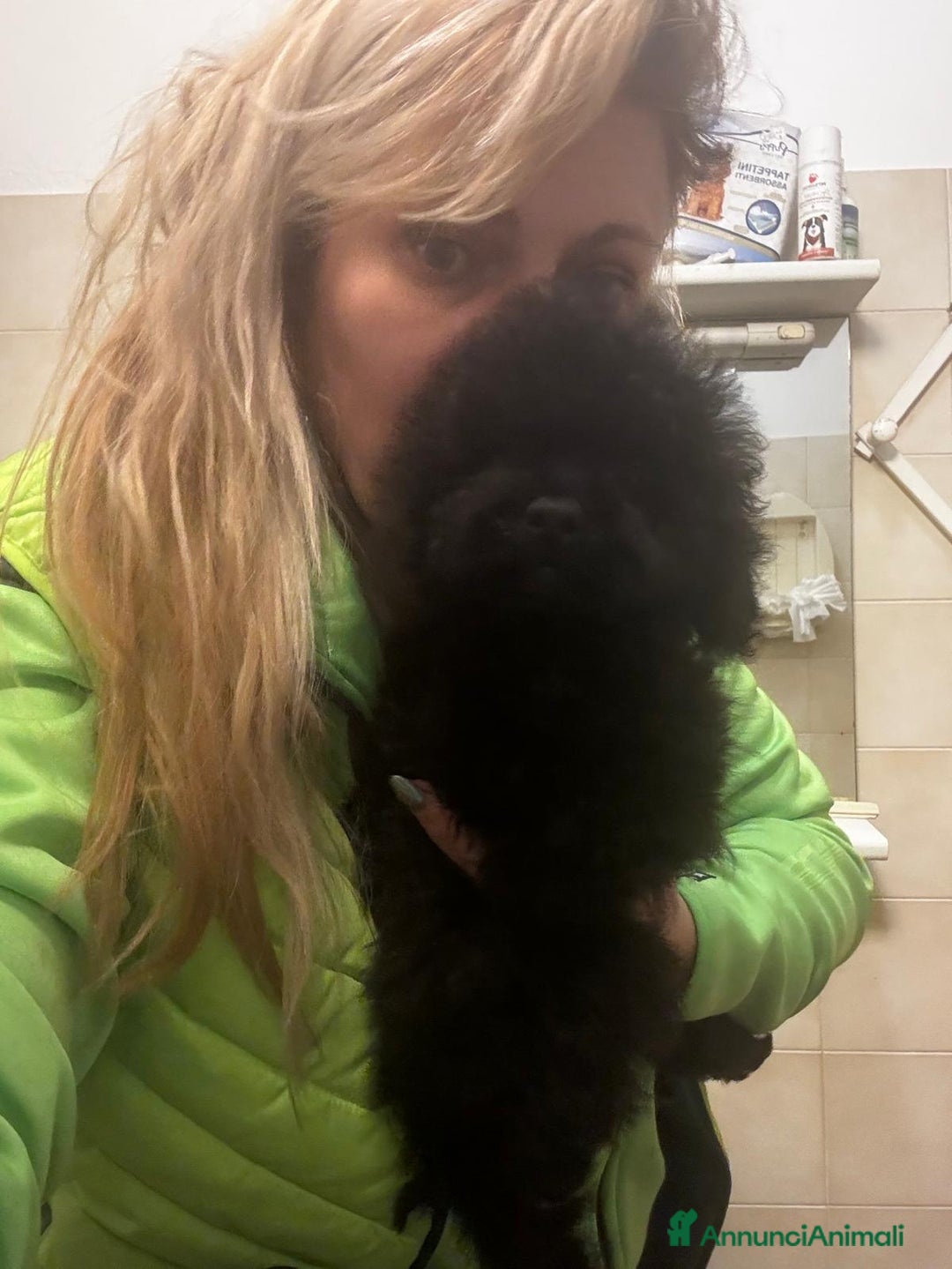 Barboncino Toy cani in vendita: Barboncina piccola toy mini toy nera - Annuncio 4