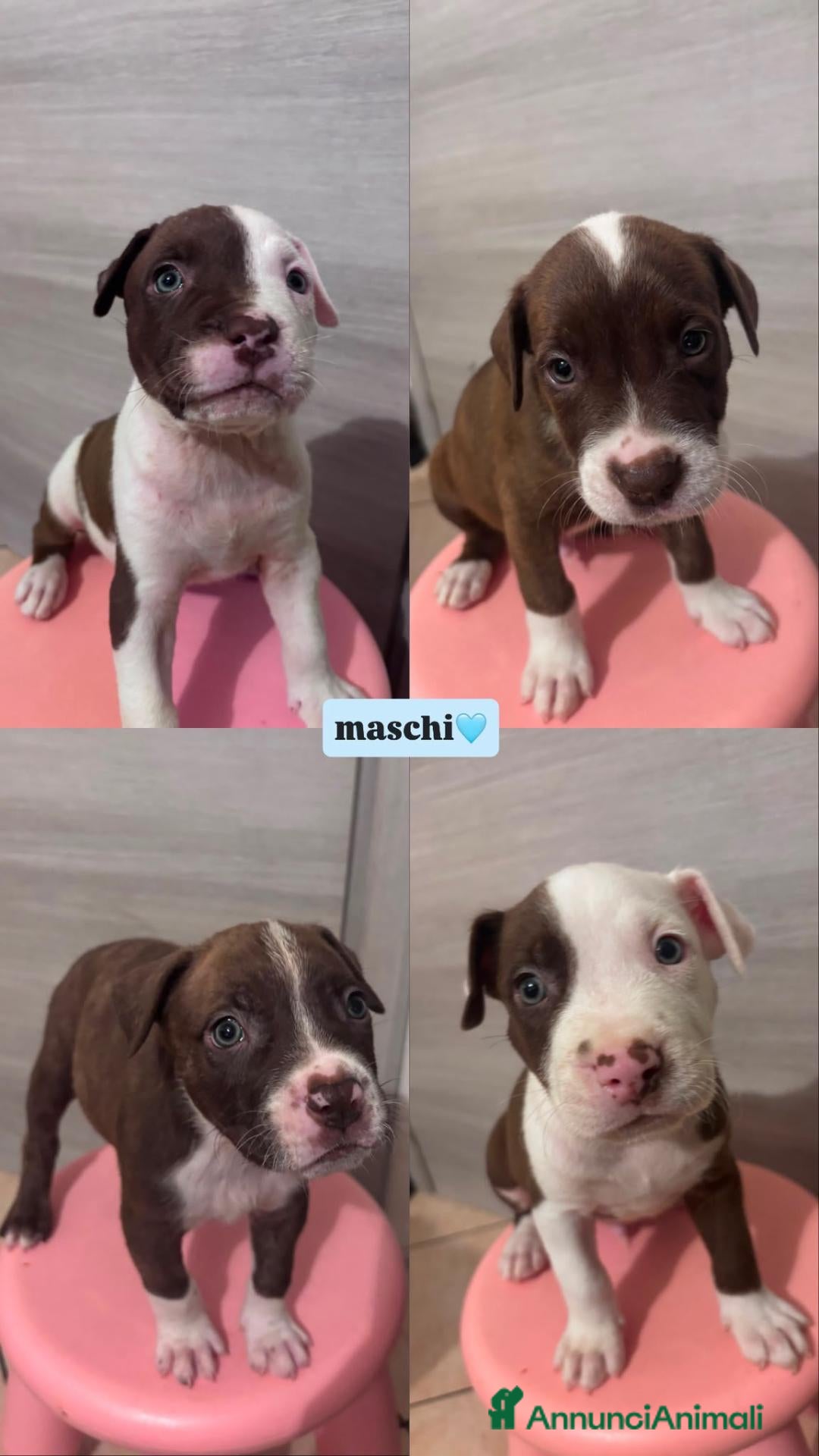 Pitbull cani Cuccioli american pitbull terrier  - Annuncio 6