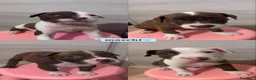 Pitbull cani in vendita: Cuccioli american pitbull terrier  - Annuncio 1