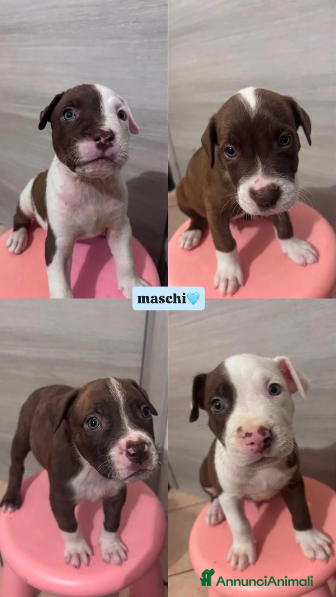 Pitbull cani in vendita: Cuccioli american pitbull terrier  - Annuncio 1