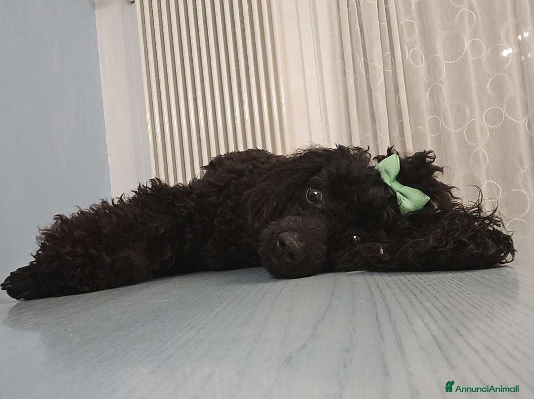 Barboncino cani in vendita: BARBONCINO NANO - Annuncio 12