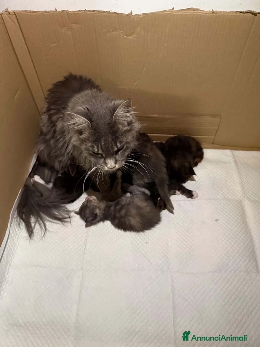 Maine Coon gatti in vendita: Maine Coon - Annuncio 10