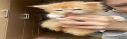 Maine Coon gatti in vendita: Maine coon - Annuncio 5