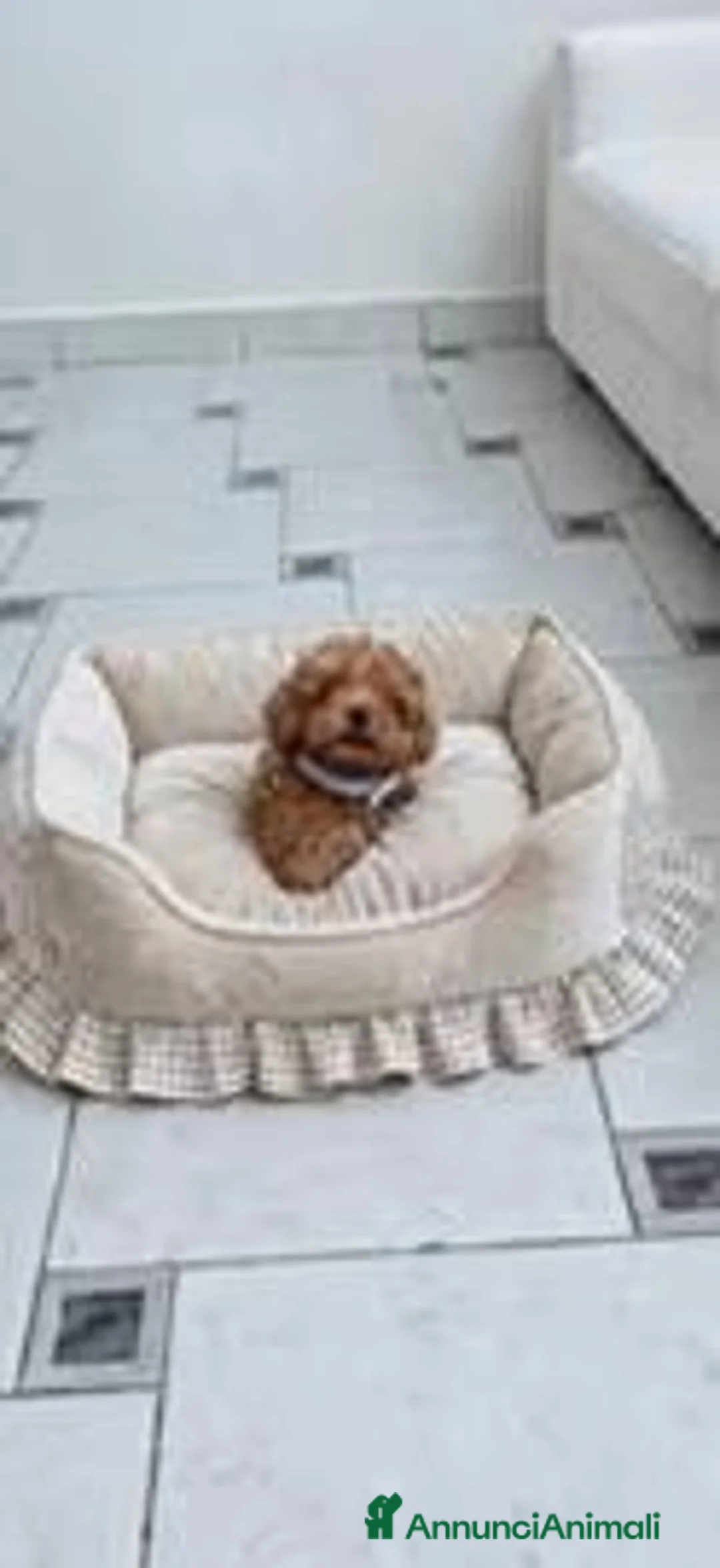 Barboncino Toy cani in vendita: Barboncini mini toy - Annuncio 1