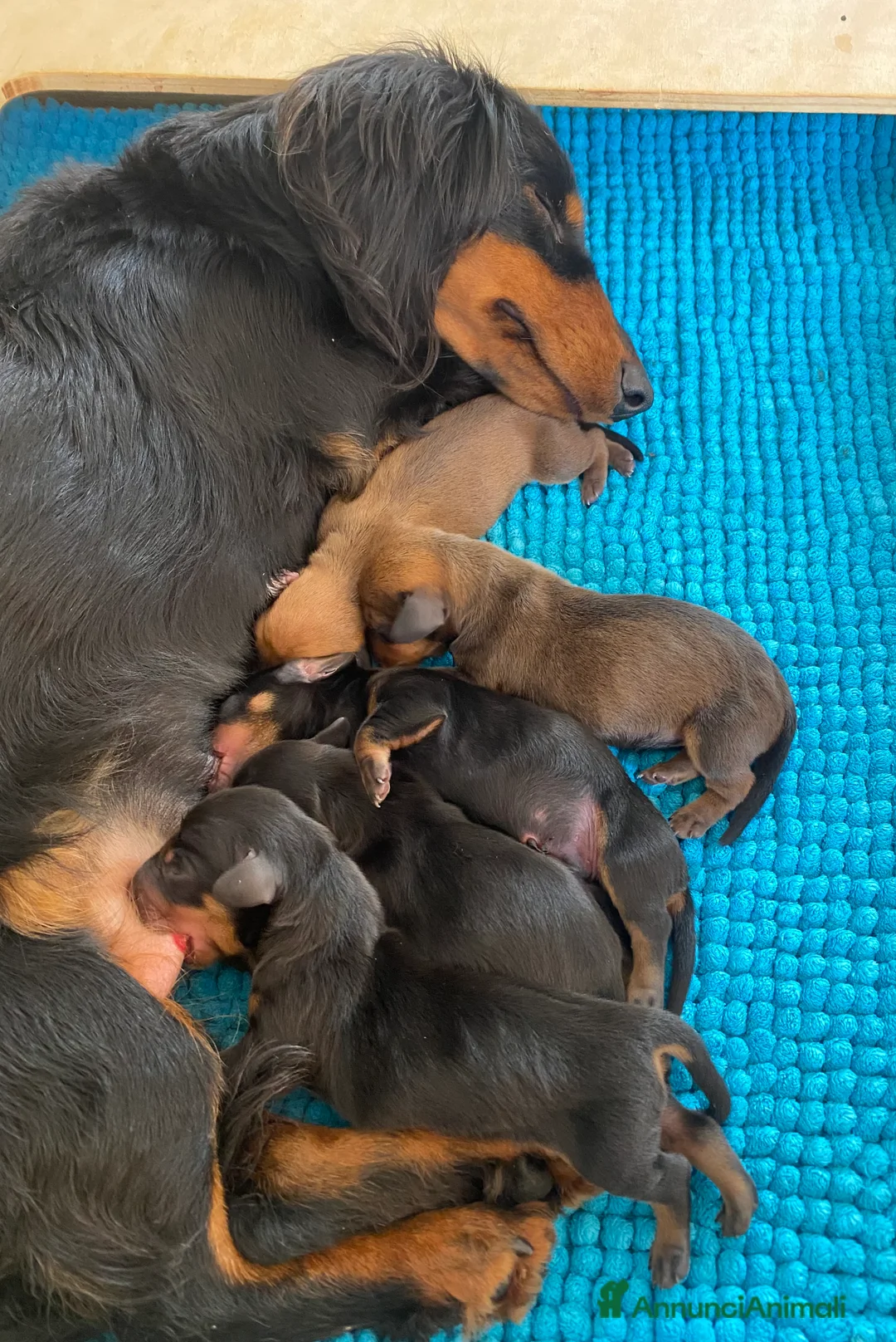 Bassotto cani in vendita: Bassotto tedesco - Annuncio 2