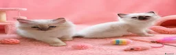 Sacro di Birmania gatti in vendita: Cuccioli Sacro di Birmania  - Annuncio 2