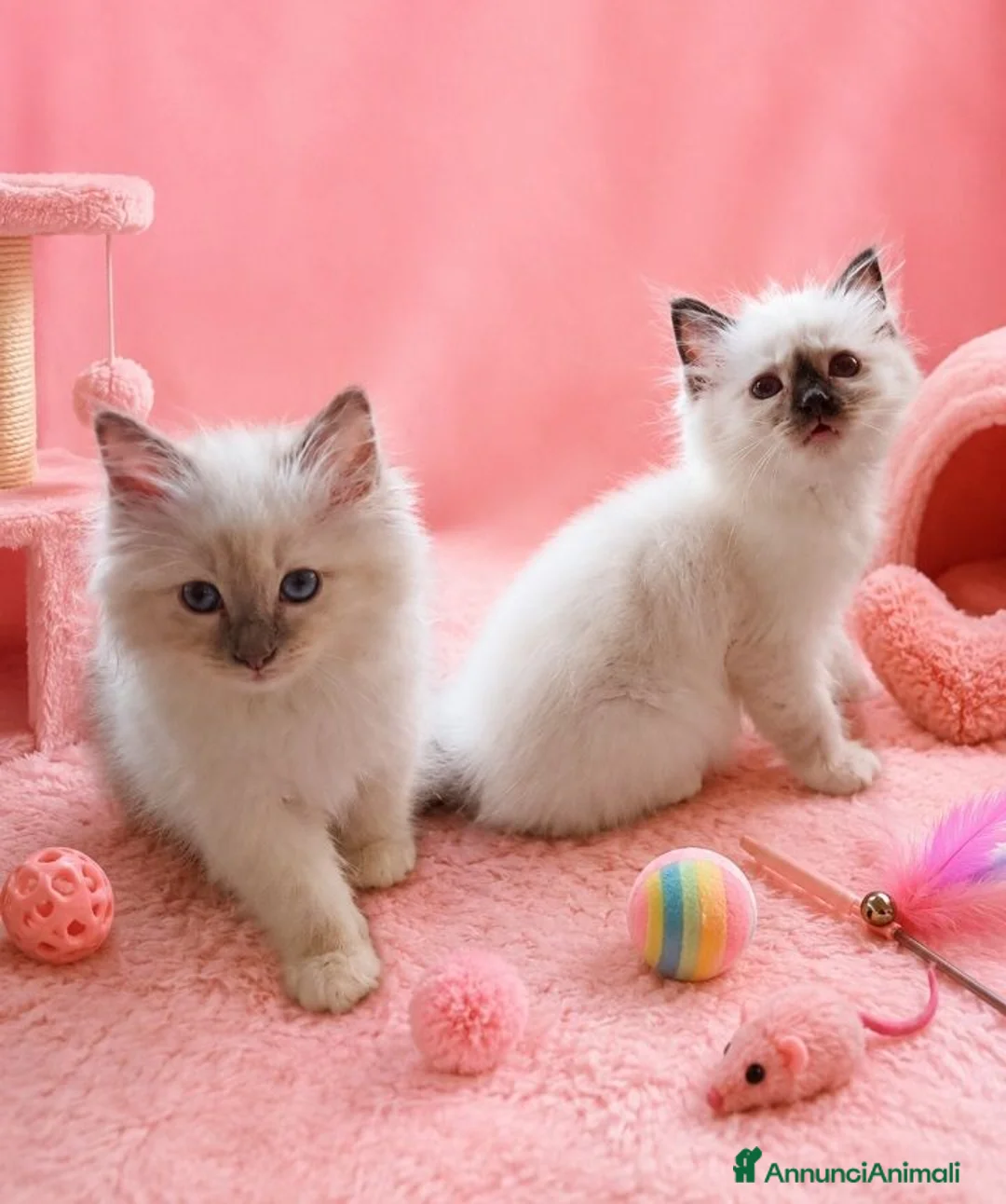 Sacro di Birmania gatti in vendita: Cuccioli Sacro di Birmania  - Annuncio 2