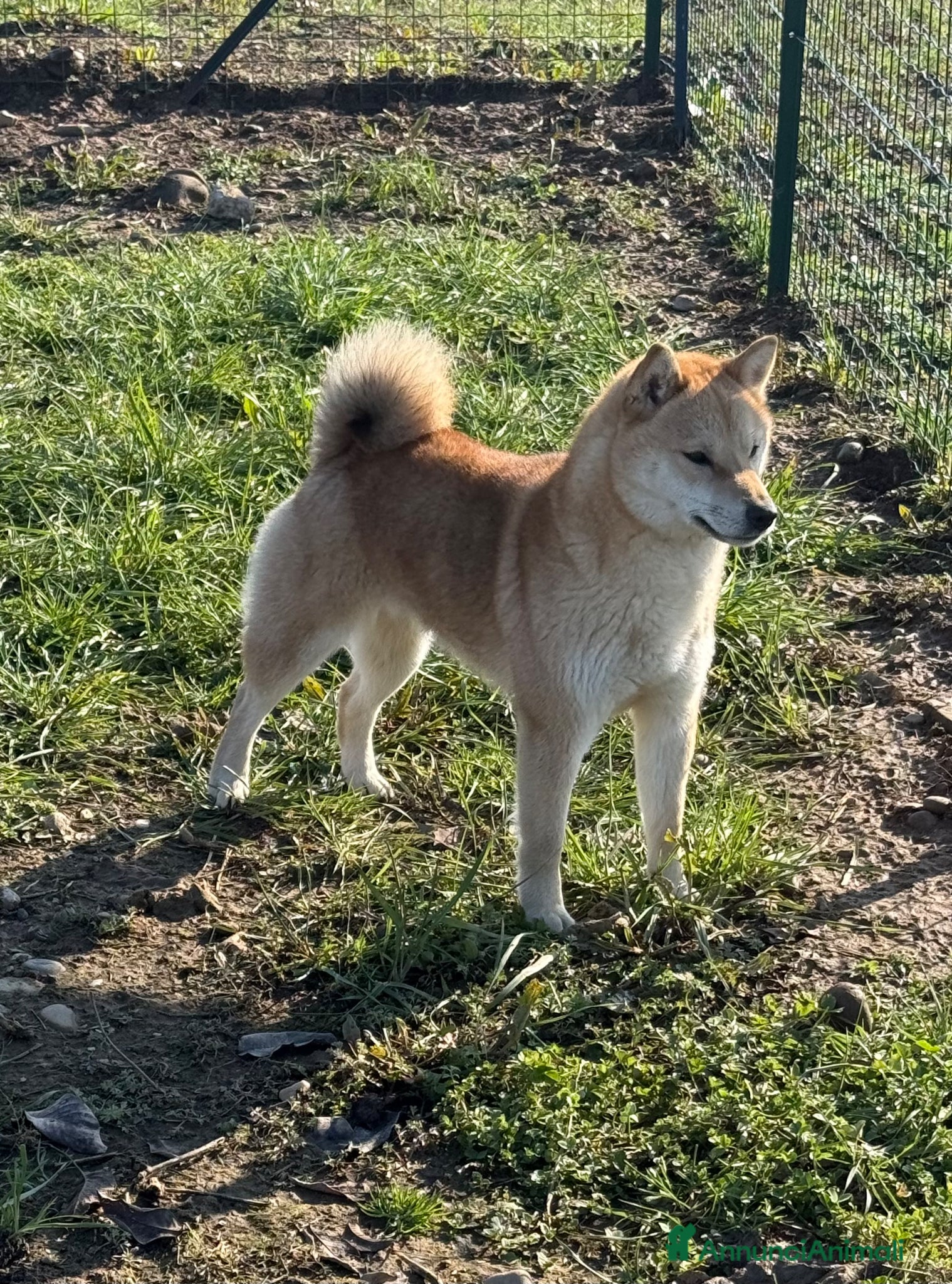 Shiba Inu cani in vendita: Cuccioli di Shiba Inu sesamo con pedigree Enci  - Annuncio 2